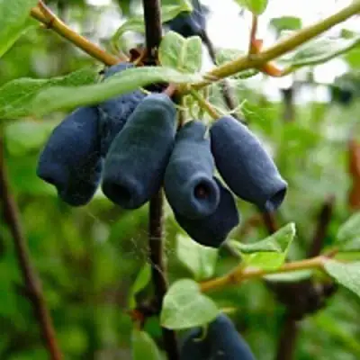 Жимолость съедобная ВОЛХОВА в Лиде