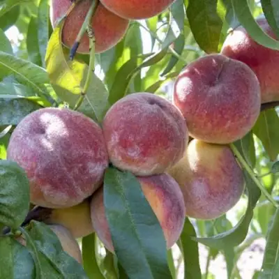 Персик ЗАРМЕНЮ в Лиде