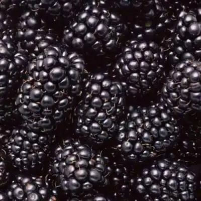 Ежевика ОРКАН бесшипная  в Лиде