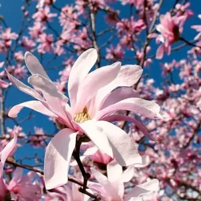 Магнолия РОЗЕЯ в Лиде