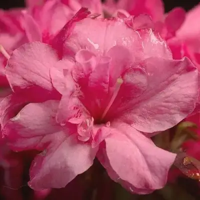 Азалия РОКОКО японская в Лиде