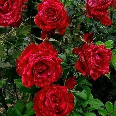 Роза РЕД ИНТУИШН чайно-гибридная в Лиде