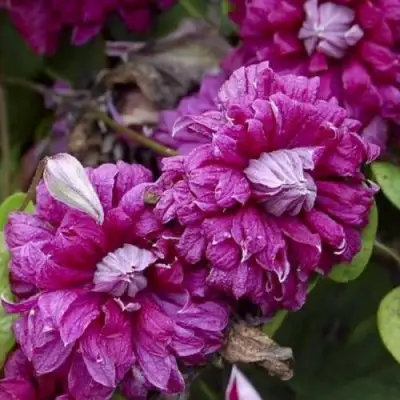 Клематис ПУРПУРЕА ПЛЕНА ЭЛЕГАНС в Лиде