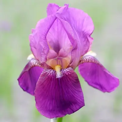 Ирис ИМПЕРАТОР бородатый в Лиде