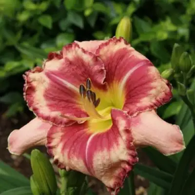 Лилейник АУТСТАНДИНГ гибридный в Лиде