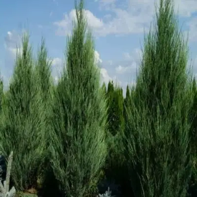 Можжевельник СКАЙРОКЕТ  скальный в Лиде