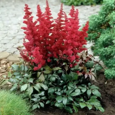 Астильба МОНТГОМЕРИ японская в Лиде