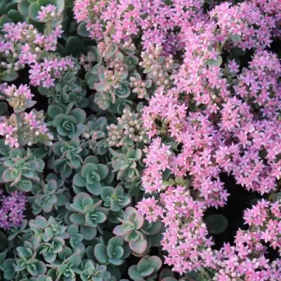 Очиток (седум) САНСПАРКЛЕР ЛАЙМ ЗИНГЕР в Лиде