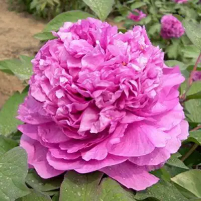 Пион ОРНАМЕНТ древовидный в Лиде