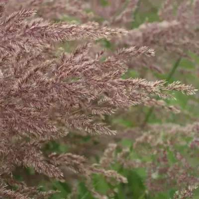 Вейник КАРЛ ФОРСТЕР остроцветковый в Лиде