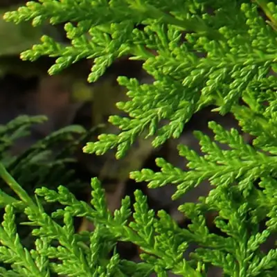 Туя восточная в Лиде