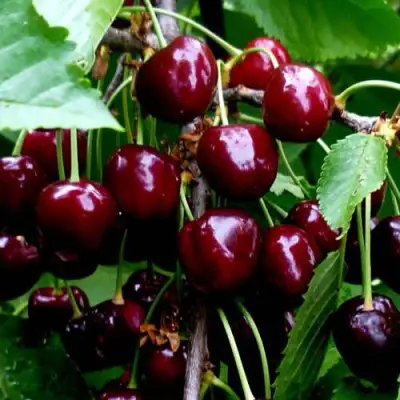 Черешня РЕВНА в Лиде