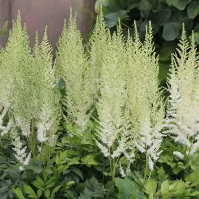 Астильба ДИАМАНТ Арендса в Лиде