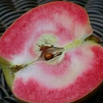 Яблоня ПИНК ПЕРЛ в Лиде