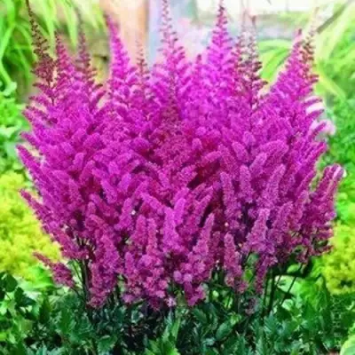 Астильба ПЕПЛ РЕЙН гибридная в Лиде