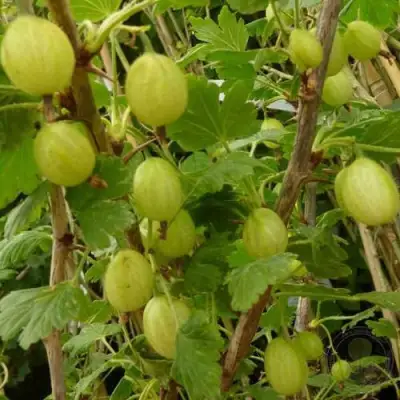 Крыжовник ИНВИКТА в Лиде