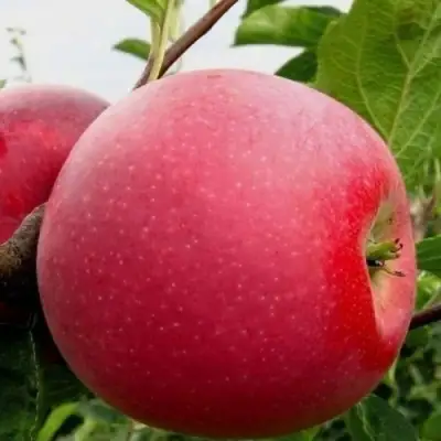 Яблоня АЙДАРЕД в Лиде