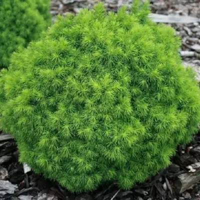 Ель АЛЬБЕРТА ГЛОБ сизая в Лиде