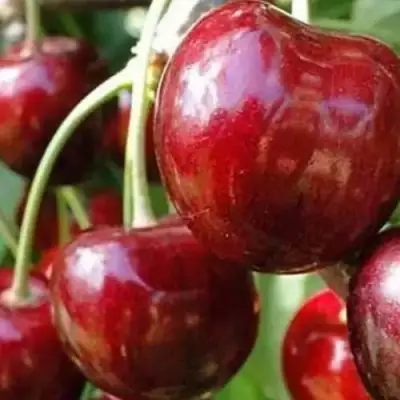 Черешня ВАСИЛИСА в Лиде