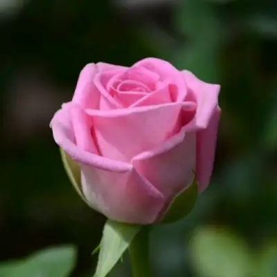 Роза АКВА чайно-гибридная в Лиде