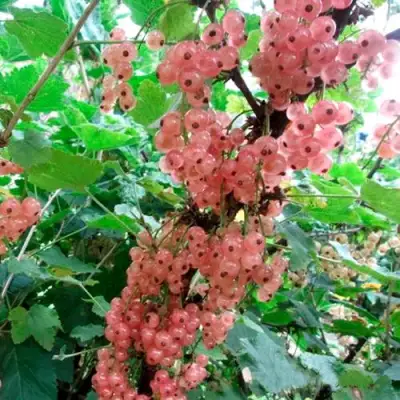 Смородина белая ПРЫГАЖУНЯ (РОЗОВАЯ) в Лиде