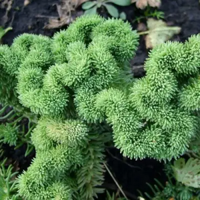 Очиток (седум) КРИСТАТУМ отогнутый в Лиде