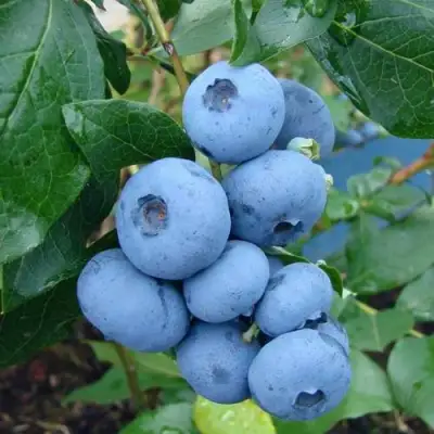 Голубика ТОРО в Лиде