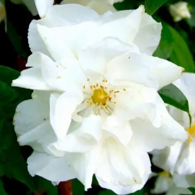 Жасмин РОЗАЦЕ в Лиде