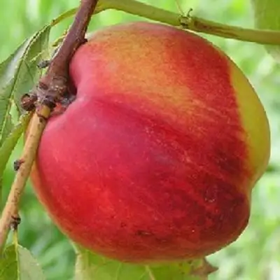 Нектарин СТАРК РЕД ГОЛД в Лиде