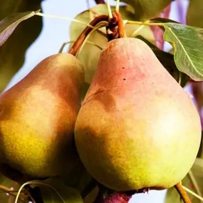 Груша СЛАДКАЯ ИЗ МЛИЕВА в Лиде