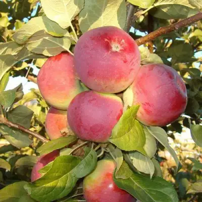 Яблоня ОРЛИК в Лиде