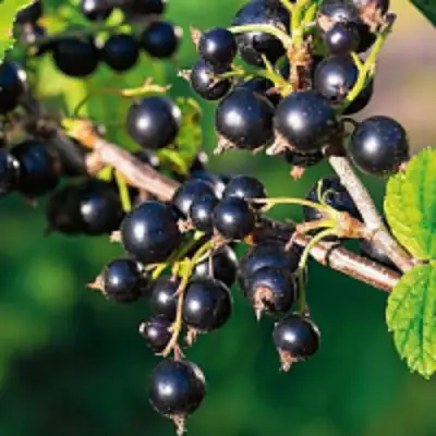 Смородина чёрная ЦЕРЕРА в Лиде