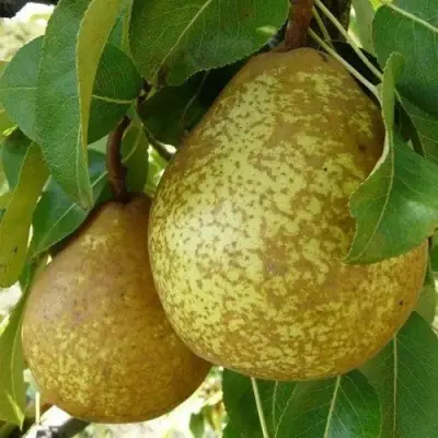 Груша ГЕНЕРАЛ ЛЕКЛЕРК в Лиде