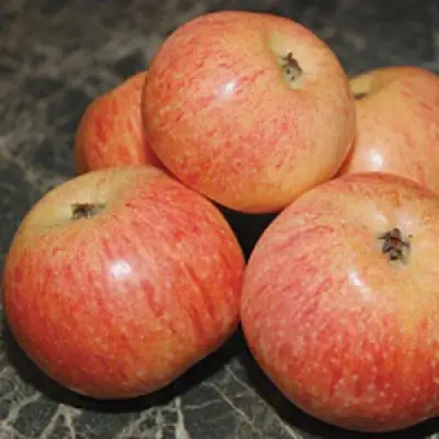 Яблоня КОНФЕТНОЕ в Лиде