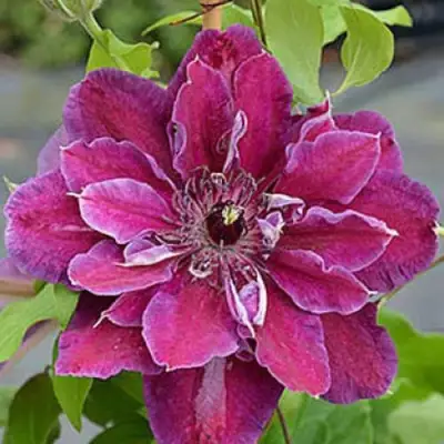 Клематис МАЙ БЬЮТИ в Лиде