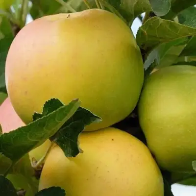 Яблоня БАНАНОВОЕ в Лиде