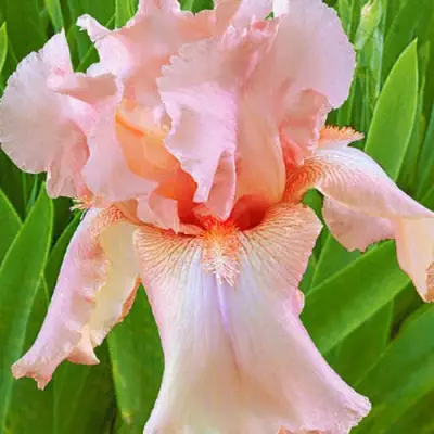 Ирис ПАТИ ДРЕСС бородатый в Лиде