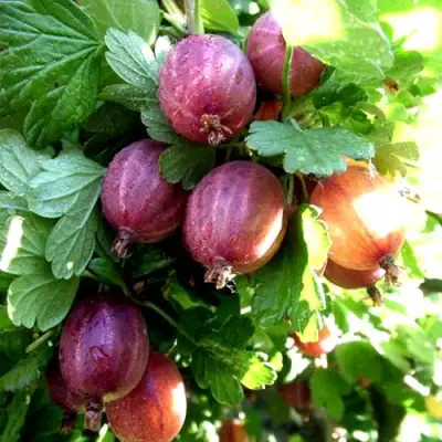 Крыжовник СЕРЕНАДА в Лиде