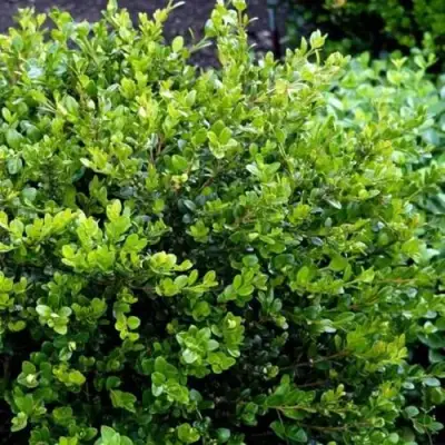 Самшит ФОЛКНЕР в Лиде