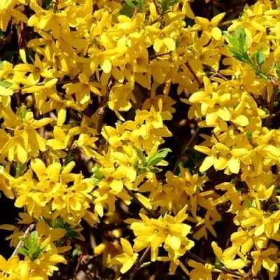 Форзиция ЛЕДНОГОРА промежуточная в Лиде