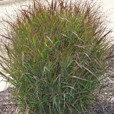 Просо ШЕНАНДО прутьевидное в Лиде