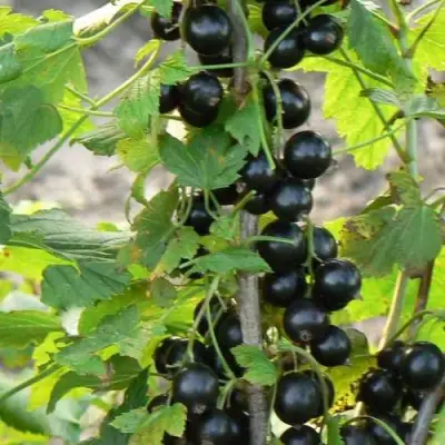 Смородина чёрная ДАБРАДЗЕЯ в Лиде