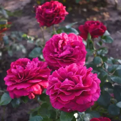 Роза БЕЛЬВЬЮ чайно-гибридная в Лиде