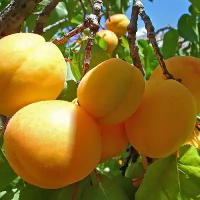 Абрикос ЖИГУЛЕВСКИЙ СУВЕНИР в Лиде