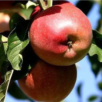 Яблоня АНТЕЙ КИЕВСКИЙ колонновидная в Лиде