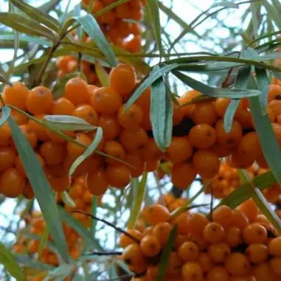 Облепиха БОТАНИЧЕСКАЯ в Лиде