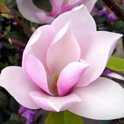 Магнолия АЛЕКСАНДРИНА  в Лиде