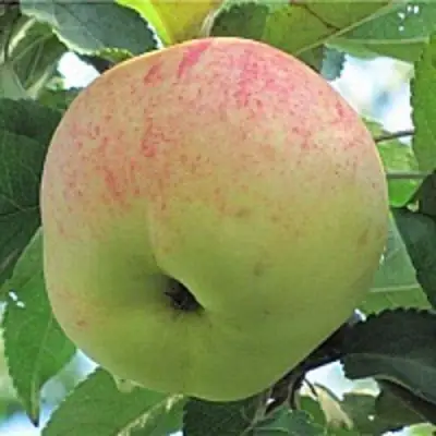 Яблоня ЛЕТНЕЕ СЛАДКОЕ в Лиде