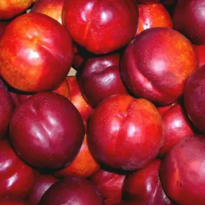 Нектарин МЕДВЕДЕВСКИЙ в Лиде