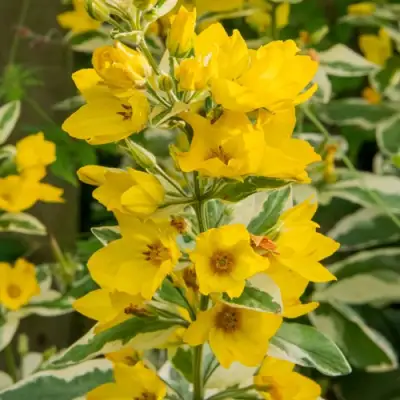 Вербейник АЛЕКСАНДР точечный в Лиде